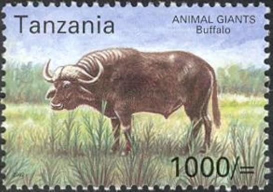 African Buffalo (Syncerus caffer)