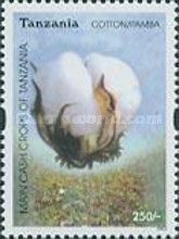 Cotton (Gossypium sp.)
