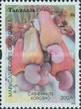Cashews (Anacardium occidentale)