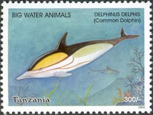 Common Dolphin (Delphinus delphis)