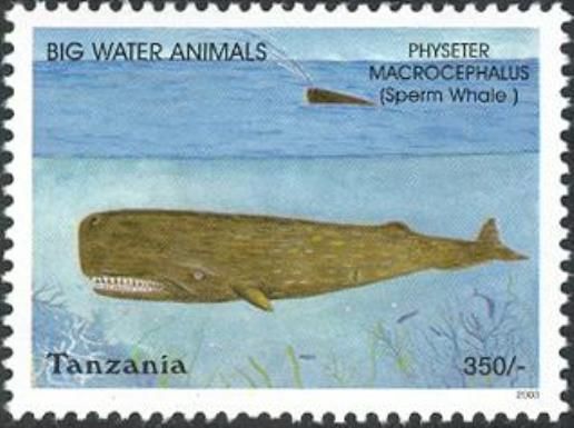 Sperm Whale (Physeter macrocephalus)