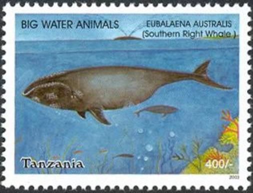 Southern Right Whale (Eubalaena australis)