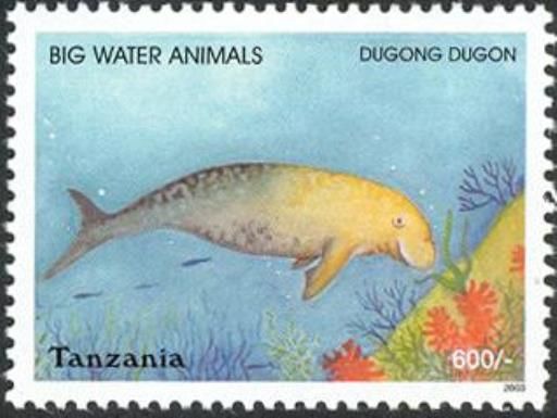 Dugong (Dugong dugon)
