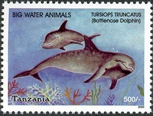 Common Bottlenose Dolphin (Tursiops truncatus)