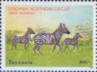 Burchell's Zebra (Equus burchelli)