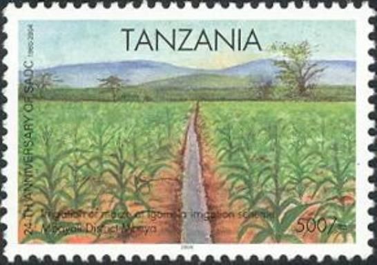 Irrigation of maize