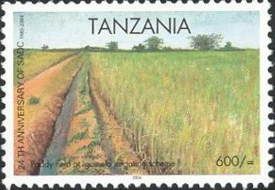 Paddy fields at Igomelo irrigation scheme