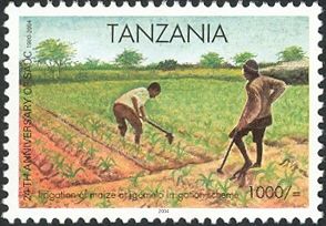 Irrigation of maize