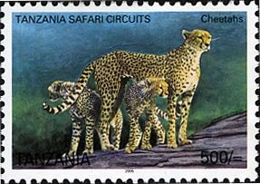 Cheetah (Acinonyx jubatus)