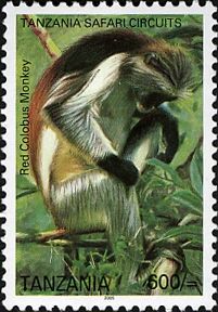 Zanzibar Red Colobus (Piliocolobus kirkii)