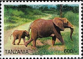 African Elephant (Loxodonta africana)