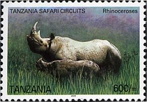 White Rhinoceros (Ceratotherium simum)