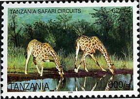 Giraffe (Giraffa camelopardalis)