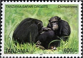 Chimpanzee (Pan troglodytes)