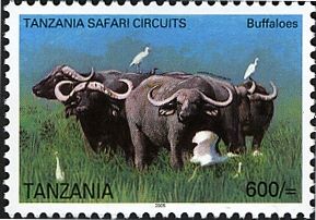 African Buffalo (Syncerus caffer)