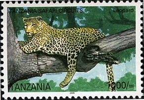 Leopard (Panthera pardus)