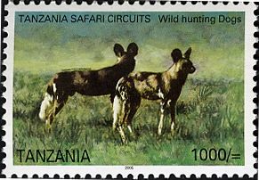 African Wild Dog (Lycaon pictus)