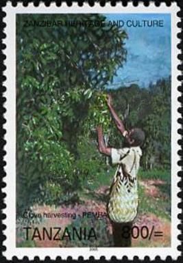 Clove harvesting Pemba
