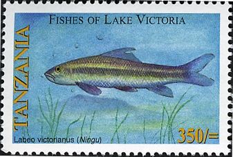 Ningu (Labeo victorianus)