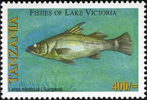 Nile Perch (Lates niloticus)