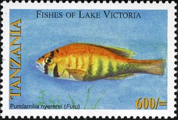 Cichlid (Pundamilia nyererei)