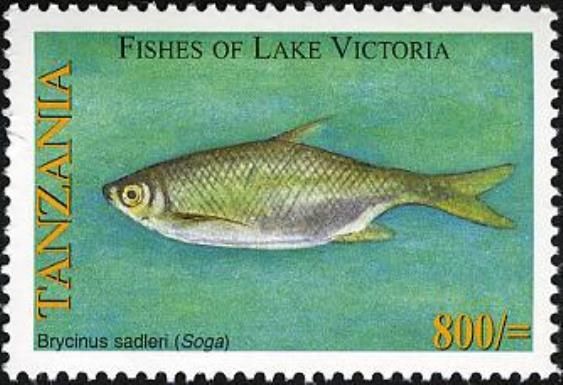 Sadler's Robber (Brycinus sadleri)