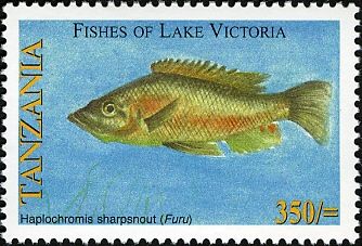 Haplochromis sharpsnout