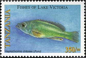 Victoria Biglip Hap Cichlid (Haplochromis chilotes)