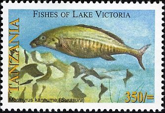 Bottlenose (Mormyrus kannume)