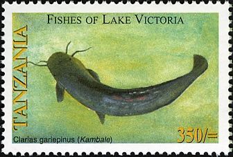 African Sharptooth Catfish (Clarias gariepinus)