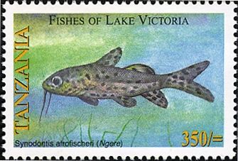 Fischer's Victoria Squeaker (Synodontis afrofischeri)