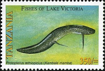 Marbled Lungfish (Protopterus aethiopicus)
