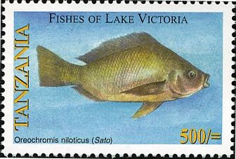 Nile Tilapia (Oreochromis niloticus)