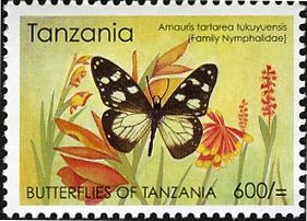Monk (Amauris tartarea ssp. tukuyuensis)