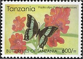Swallowtail Butterfly (Papilio ufipa)