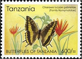 Charaxes Butterfly (Charaxes lucyae gabriellae)