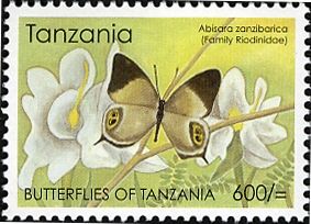 Delicate Judy (Abisara delicata ssp. zanzibarica)