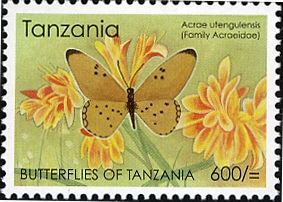 Tanzanian Fiery Acraea (Acraea utengulensis)