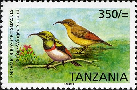 Rufous-winged Sunbird (Nectarinia rufipennis)