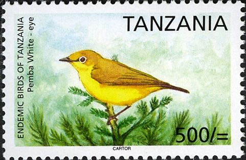 Pemba White-eye (Zosterops vaughani)