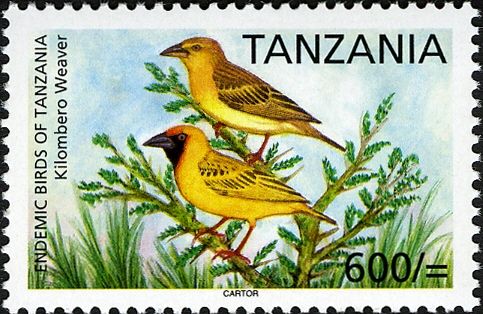 Kilombero Weaver (Ploceus burnieri)