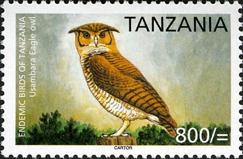 Usambara Eagle-owl (Bubo vosseleri)