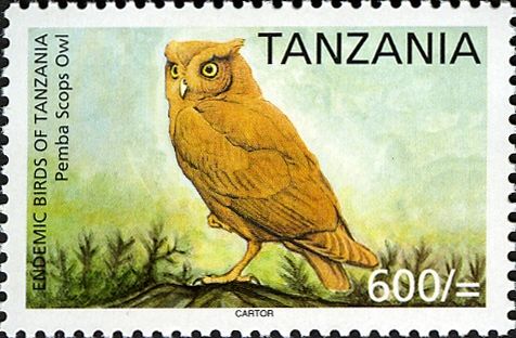 Pemba Scops-owl (Otus pembaensis)