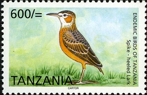 Spike-heeled Lark (Chersomanes albofasciata)