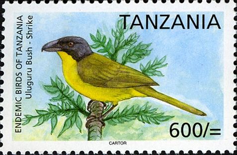 Uluguru Bush-shrike (Malaconotus alius)