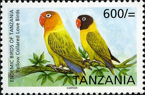 Yellow-collared Lovebird (Agapornis personata)