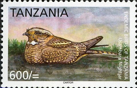 Usambara Nightjar (Caprimulgus ruwenzorii guttifer)