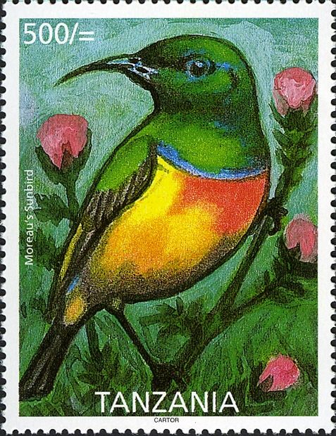 Moreau's Sunbird (Nectarinia moreaui)