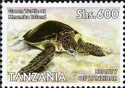 Green Sea Turtle (Chelonia mydas) at Mnemba Island