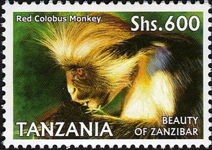 Zanzibar Red Colobus (Piliocolobus kirkii)